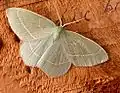 Hemistola chrysoprasaria  (Esper, 1794)