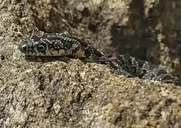 Tête d'un juvénile