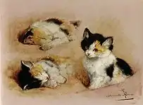 Etude de chat