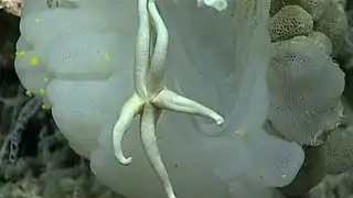 Henricia antillarum