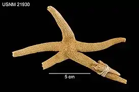 Henricia aspera