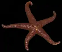 Henricia pacifica