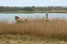 Dans un paysage de marais recouvert de hautes herbes, deux chevaux se tiennent au fond en arrière-plan.