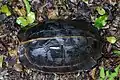 Carapace d'un adulte
