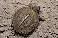 Carapace d'un jeune