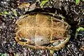 Plastron d'un adulte