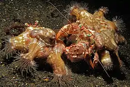 Calliactis polypus.