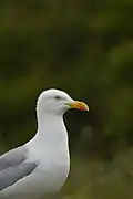 Vue en couleur du profil d'un goéland.