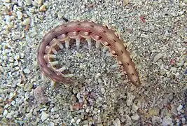 Hesione ceylonica