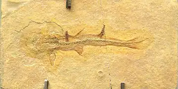 Fossile de Heterodontus zitteli