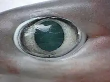 Œil d'un requin (Hexanchus nakamurai)