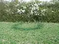 Ronds de sorcières sur une prairie à Niedergailbach.
