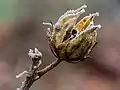 Capsule d'Hibiscus syriacus sous le gel dans un jardin à Bamberg en Allemagne.