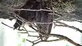 Hibou petit-duc