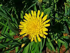 L'épervière faux bupièvre (Hieracium bupleuroides&nbsp;(it))