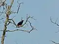 Gracula religiosa sur un arbre (Parc national de Bako, Malaisie)