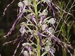 Orchis bouc