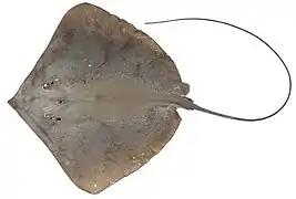 Himantura toshi