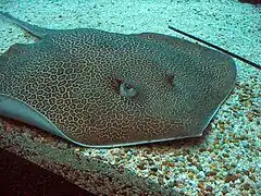 Himantura undulata