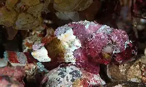 Scorpaenopsis cotticeps