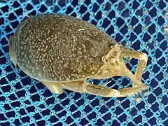 Hippa adactyla