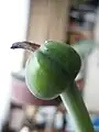 Jeune fruit
