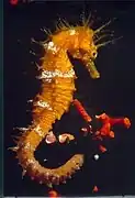 Hippocampus guttulatus