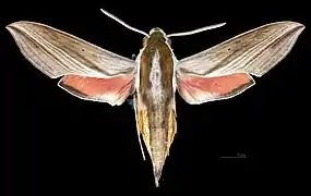 Femelle face dorsal