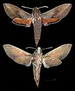 Hippotion scrofa
