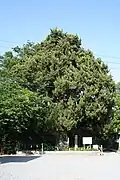 Ibuki Pine Tree, Thousand Year Old Matsu