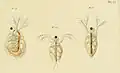 Détail de la planche 13 de l'Histoire des monocles (1820). Dessin de Christine Jurine. Gravure de Jean-Louis Anspach.