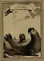Lion marin