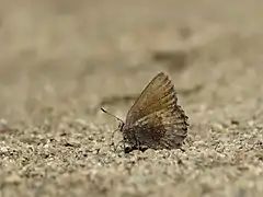 Incisalia polios