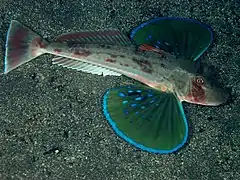 Chelidonichthys spinosus.
