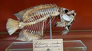 Holacanthus tricolor - squelette mnhn Paris