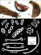 Holothuria insignis.