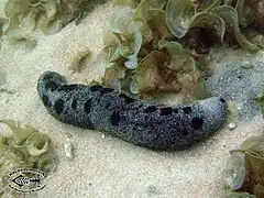 Holothuria atra.