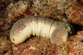 Holothuria edulis.