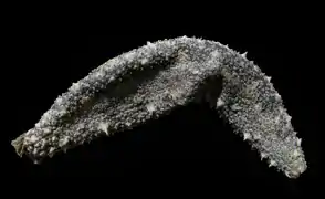 Holothuria grisea.