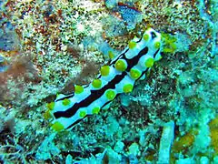 Pearsonothuria graeffei juvénile caractéristique.