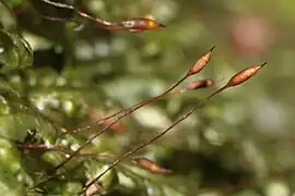 Homalia trichomanoides.