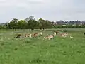 Daims dans le parc