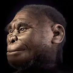 Reconstitution de l'Homme de Florès (95 000 ans AP).