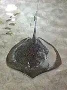 Himantura uarnak