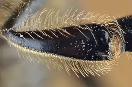 Corbeille à pollen.