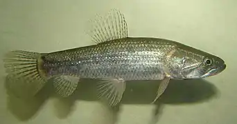 Tararira (Hoplias malabaricus).