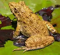 Hoplobatrachus tigerinus.