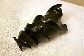 Bourse de sirène caractéristique d'un requin dormeur cornu (Heterodontus francisci).
