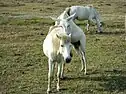 Accouplement chevalin au Népal.