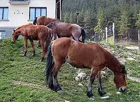 Image illustrative de l’article Stara Planina (cheval)
